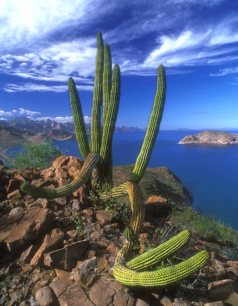 istock Desert Sea Vista 534313723
