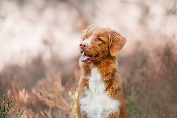 istock Nova Scotia Duck Tolling Retriever 534313766