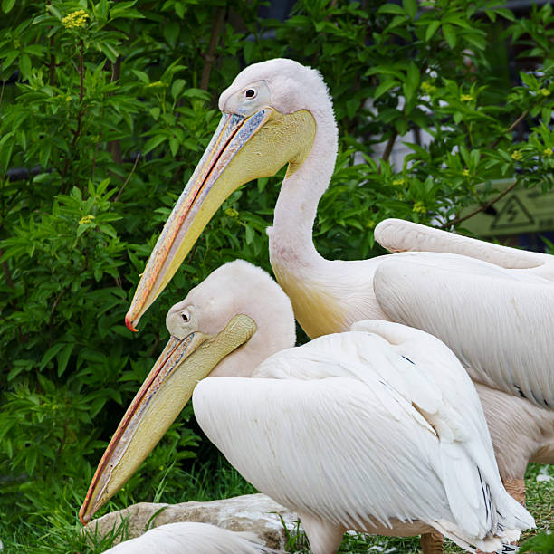 istock pelican feeding kids at the zoo 534313947