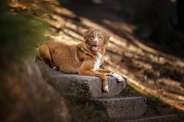 istock Nova Scotia Duck Tolling Retriever 534314100