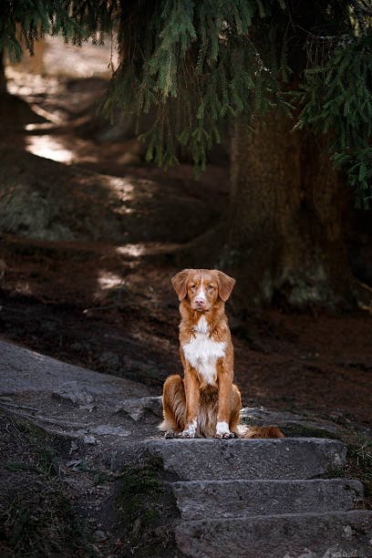 istock Nova Scotia Duck Tolling Retriever 534314194