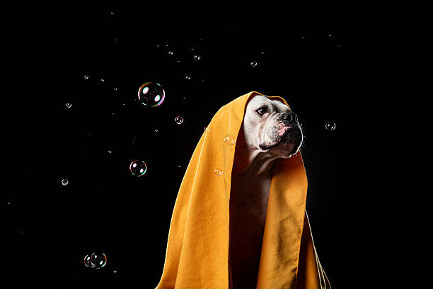 istock American bulldog on a black background 534315858