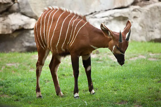 Eastern bongo (Tragelaphus eurycerus isaaci), also known as the mountain bongo. Wildlife animal.