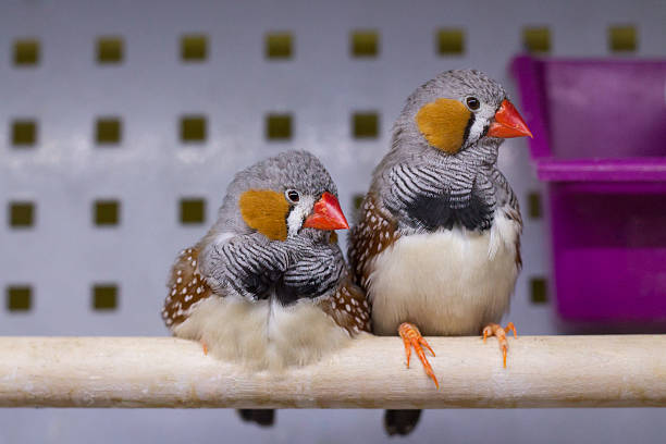 Zebra Finch. Small birds Zebra Finch. Pair of Small Birds with red beak zebra finch stock pictures, royalty-free photos & images