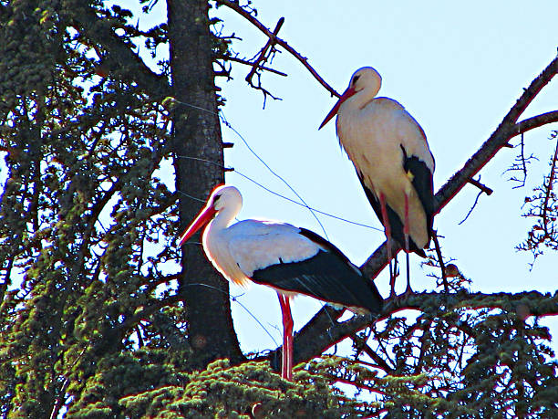 istock Couple of Storks 534316146
