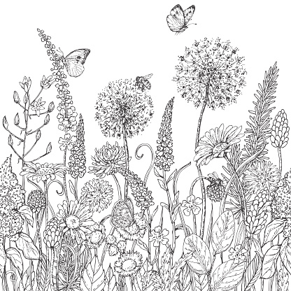 Hand drawn seamless line pattern with wildflowers and insects. Black and white doodle wild flowers, bees and butterflies for coloring. Floral elements for decoration. Vector sketch.