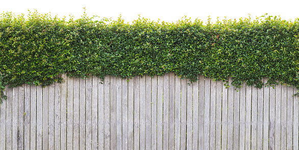Looking at a backyard fence with a lush green hedge growing over the top. This image tiles seamlessly horizontally and is isolated at the top, making it easy to integrate with a white based design.