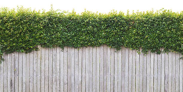 Urban Fence With Hedge - Seamless & Isolated Looking at a backyard fence with a lush green hedge growing over the top. This image tiles seamlessly horizontally and is isolated at the top, making it easy to integrate with a white based design. hedge stock pictures, royalty-free photos & images