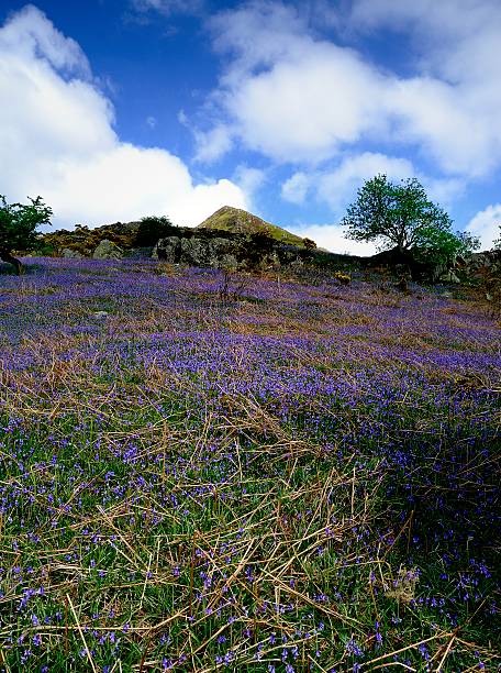 istock The Rannerdale Bluebells 534317654