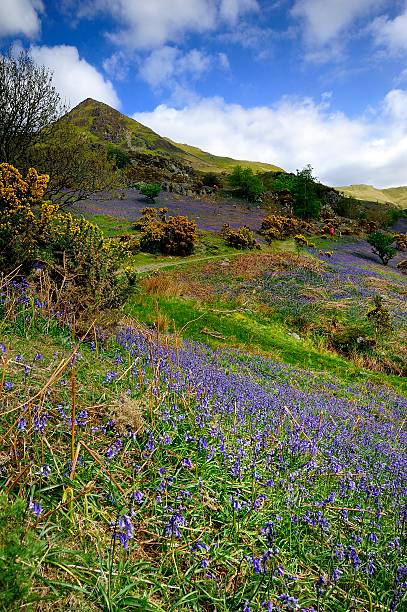 istock The Rannerdale Bluebells 534318442