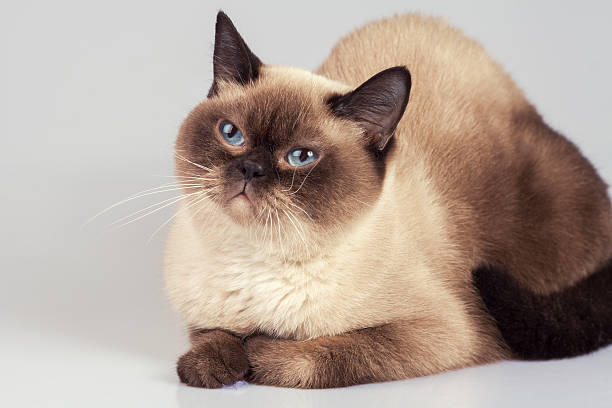 istock Studio portrait of siamese cat 534318600