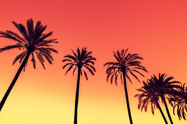 istock Vintage tropic palm trees against sky at sunset light 534318806