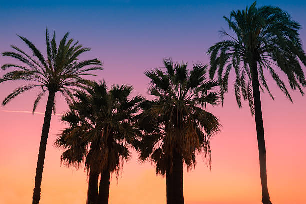 istock Vintage tropic palm trees against sky at sunset light 534319042