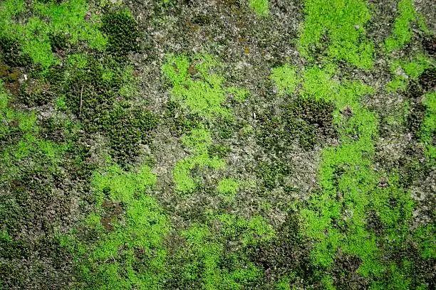 Green moss texture , Nature background.