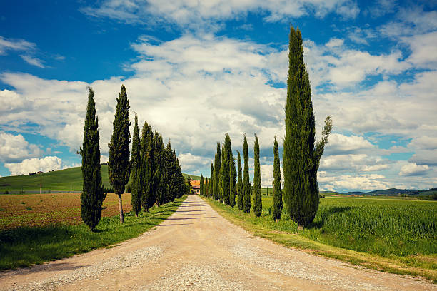 istock Cypress alley in Tuscany, Italy 534319316
