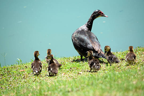 istock Muscovy Duck and Babies 534319396