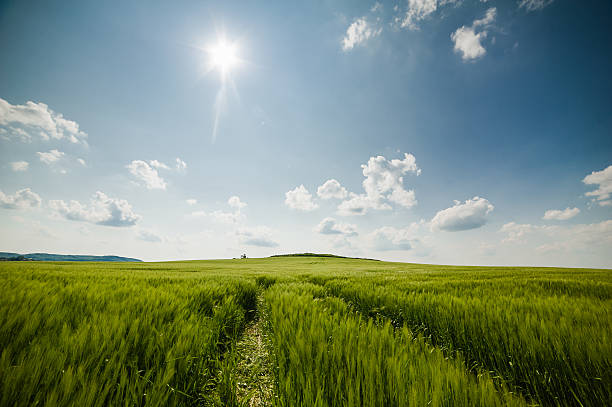 空と小麦の緑のフィールドと美しい風景 - barley wheat grass green ストックフォトと画像