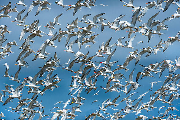 Large flock of tern birds flying en masse from their shore feeding ground.