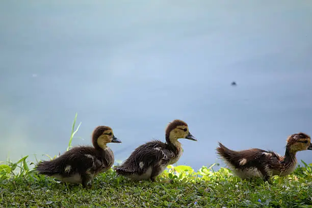 Photo of Muscovy Duck babies