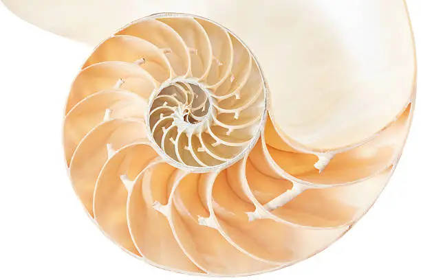 Photo of Nautilus shell section, perfect Fibonacci pattern on white