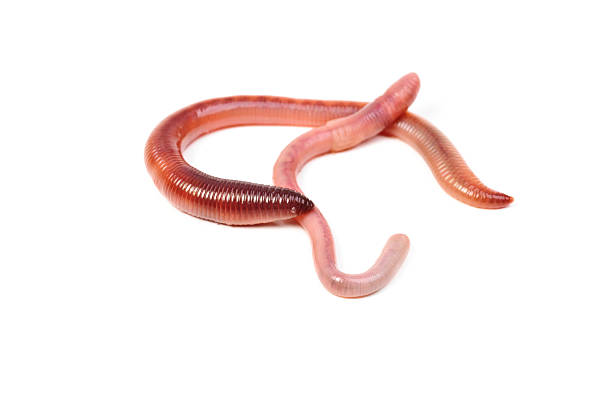 istock two animal earth worm isolated on white background 534322260
