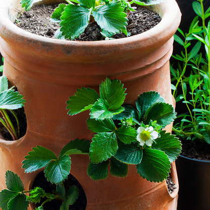 Strawberry planter - beautiful terracotta planting, ideas for gardening plant pots / containers.