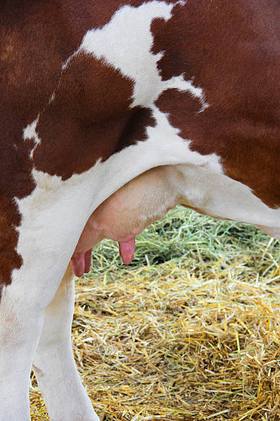 istock Udder on the brown and white cow 534322600