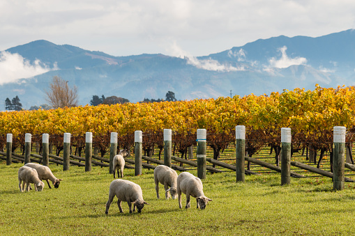 flock of sheared sheep grazing in autumn vineyard with mountains in background