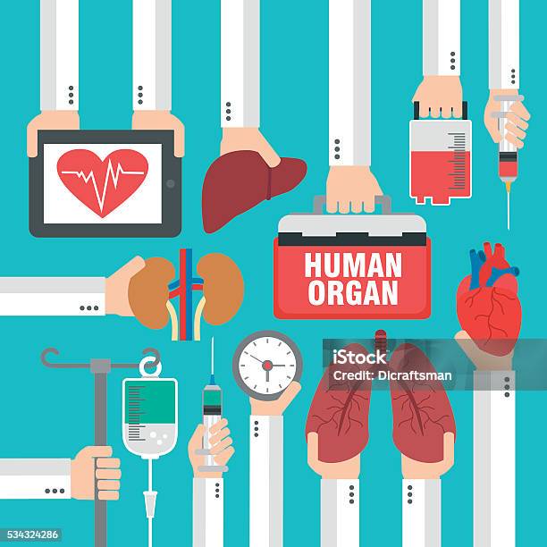 Human Organ For Transplantation Design Flat Stock Illustration - Download Image Now - Transplant Surgery, Heart Transplant, Liver Transplant