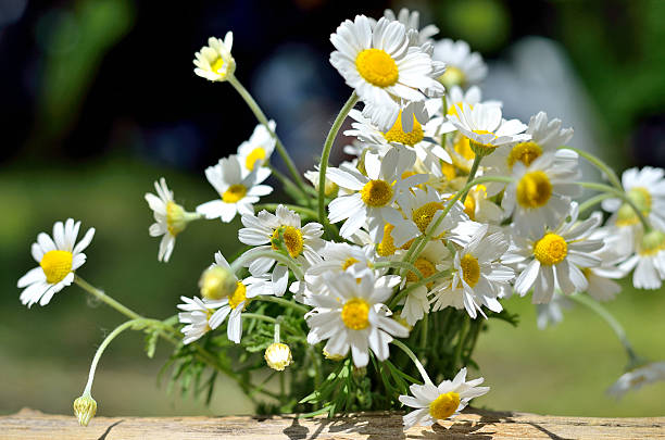 istock Bright bouquet of daisies, spring photo. 534324472
