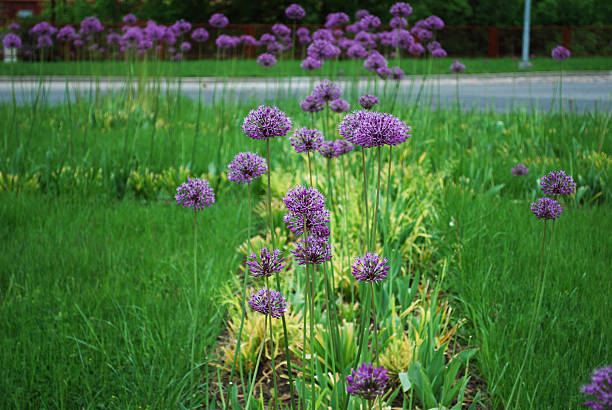 istock Allium stipitatum 'Violet Beauty' blossom. 534324962