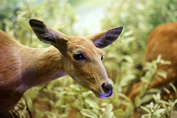 Real stuffed deer - Museum of the Tatra National Park - Tatranska Lomnica, Slovakia