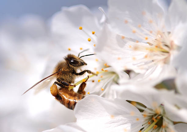 istock Honey bee collecting pollen from flowers. 534326386