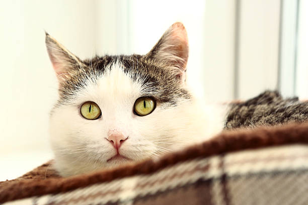 istock siberian cat close up portrait on the windowsill 534326736
