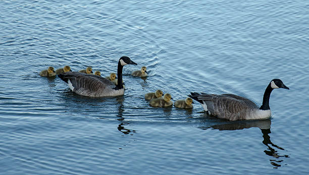 istock Canada goose Family swimming 534327532