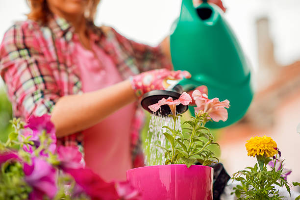 istock Woman planting flowers 534327874