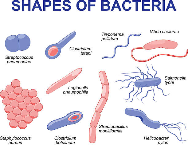 Syphilis Drawing 390+ Syphilis Stock Illustrations, Royalty-Free Vector Graphics & Clip ...