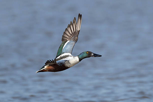 istock Drake Shoveler in flight 534328508