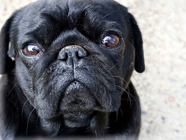 istock Black cute male pug 534329168