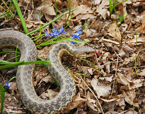 istock Garter snake's tongue 534330154