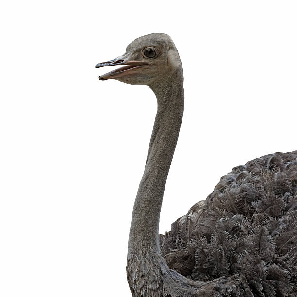 istock Closeup of ostrich 534331408