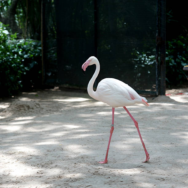 istock pink flamingo  in the zoo 534331612