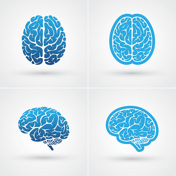 Four brain icons Set of four blue brain icons. Top and side view human brain illustrations stock illustrations