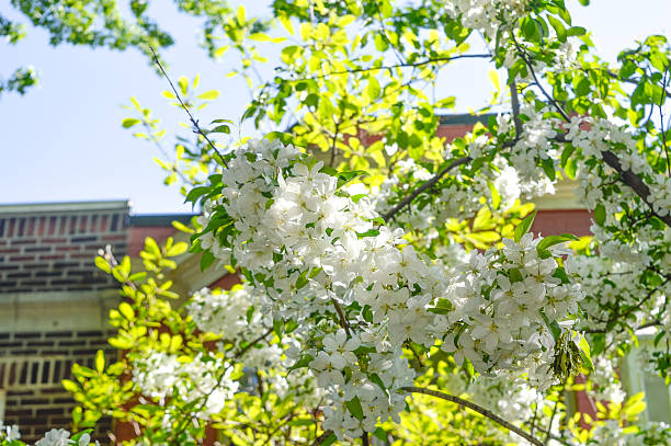 istock Blossoming of magnolia flowers 534331968