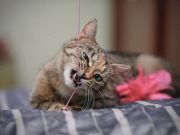 istock Portrait of the playing cat. 534332170