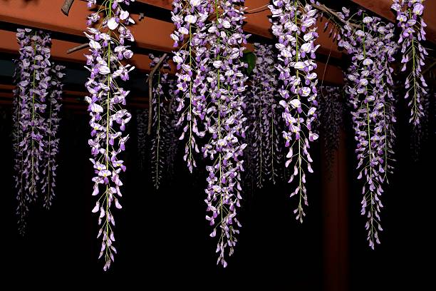 wisteria flowers.