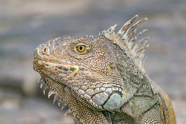 istock Iguana Park Guayaquil Ecuador 534332730