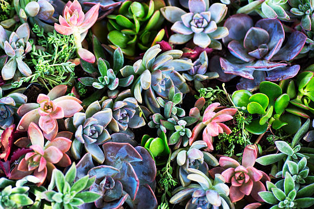 Succulent Plants This is a close up photo of a variety of colorful succulent plants together. bunch of flowers photos stock pictures, royalty-free photos & images