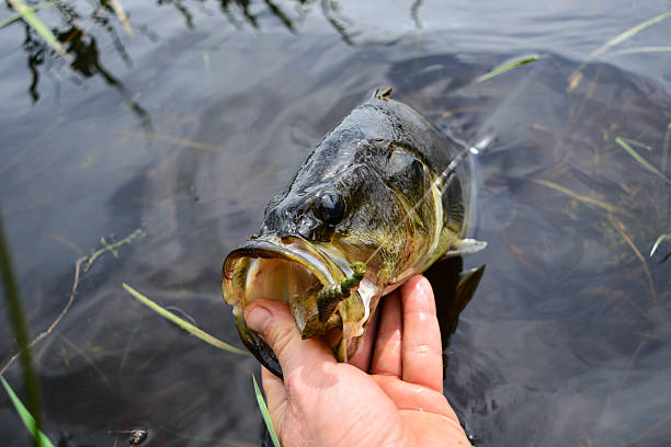 istock Bass straight out of water 534334300