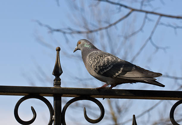 istock Pigeon on a park fencing 534334504